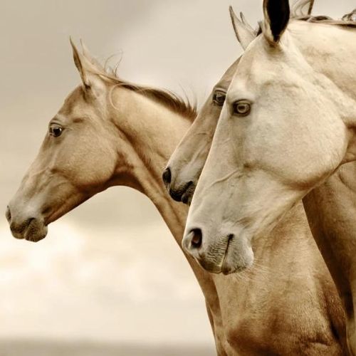 Sepia Horses REVERSED Decoupage