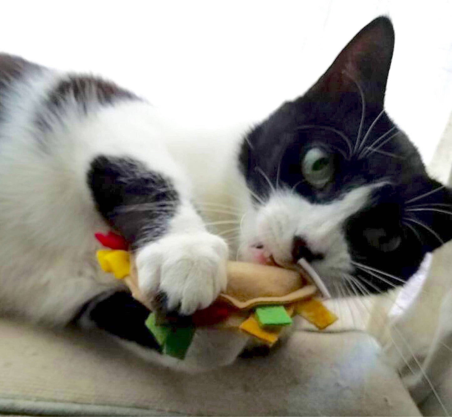 Catnip Tacos