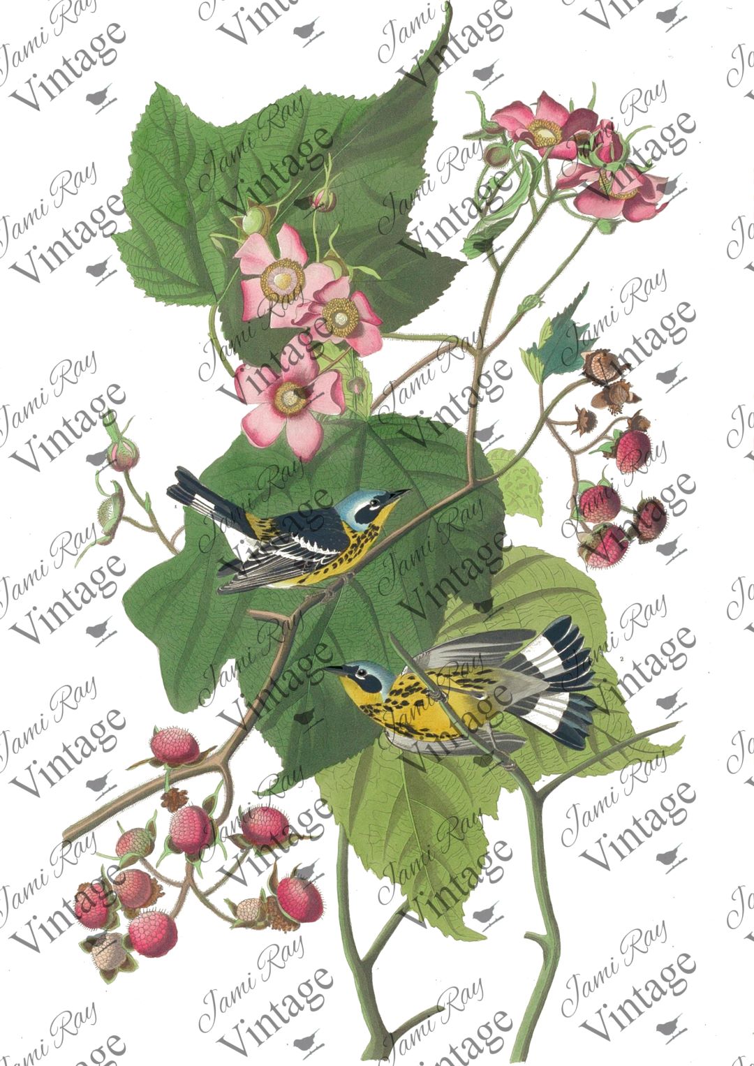 Birds and Roses | JRV Rice Paper | A4