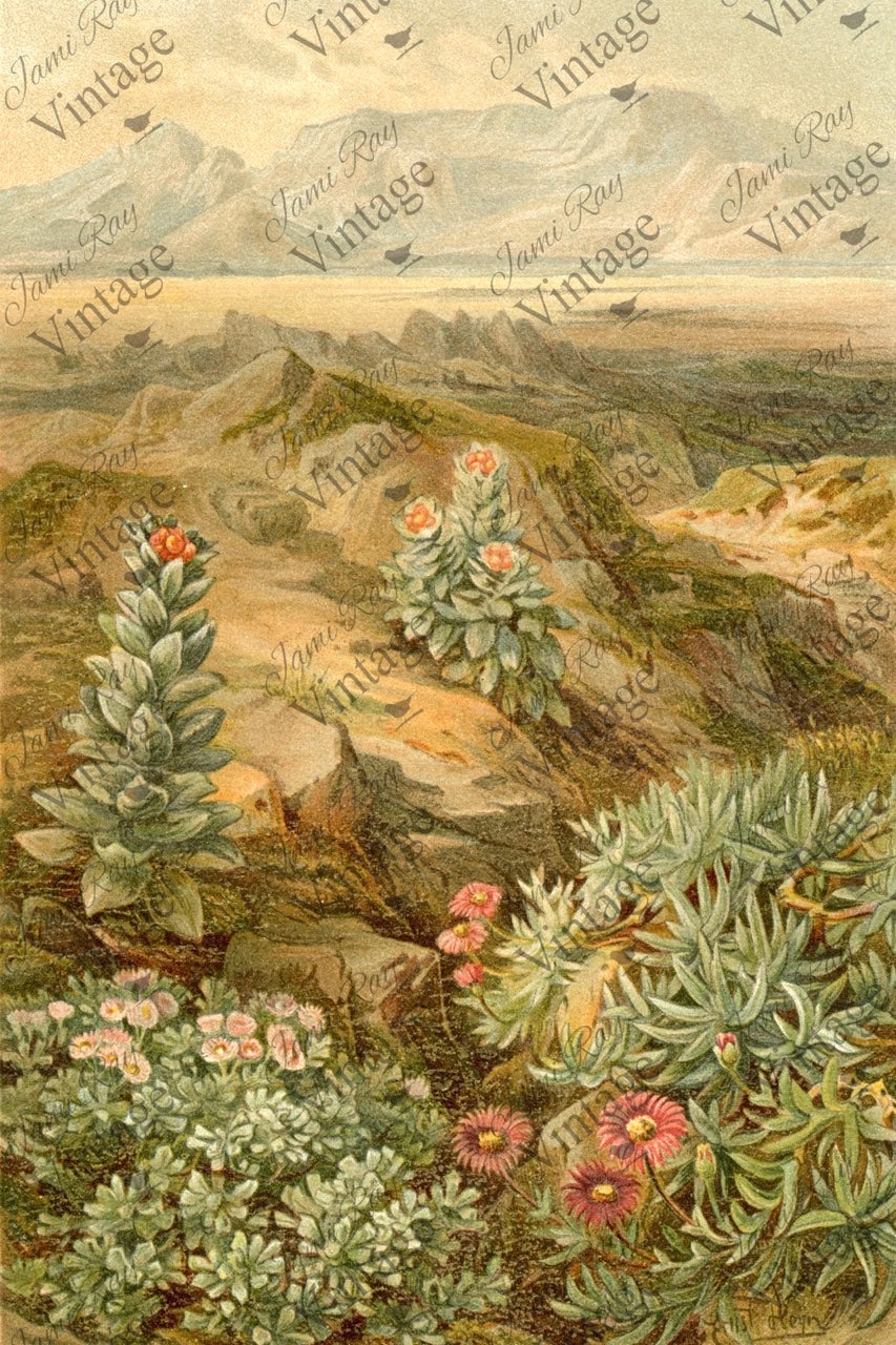 Desert Succulent | JRV Paper
