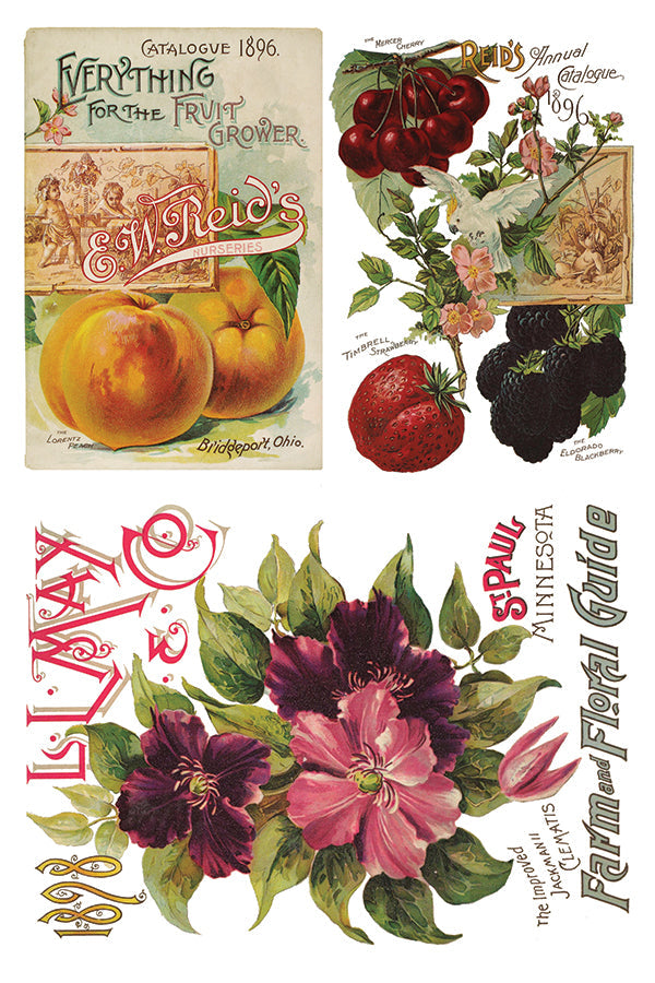 Seed Catalogue