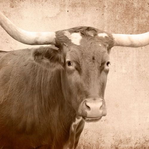 Texas Longhorn Mint Decoupage Paper