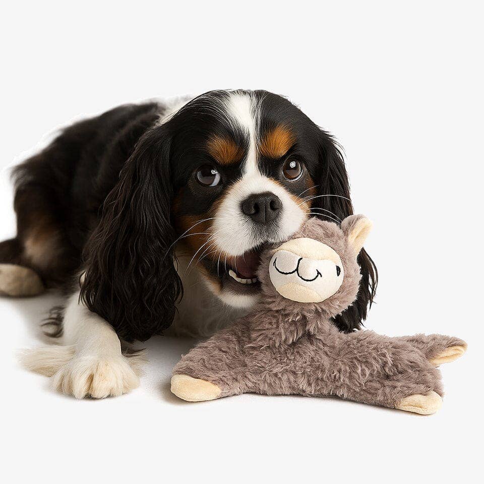 Pet Accessories