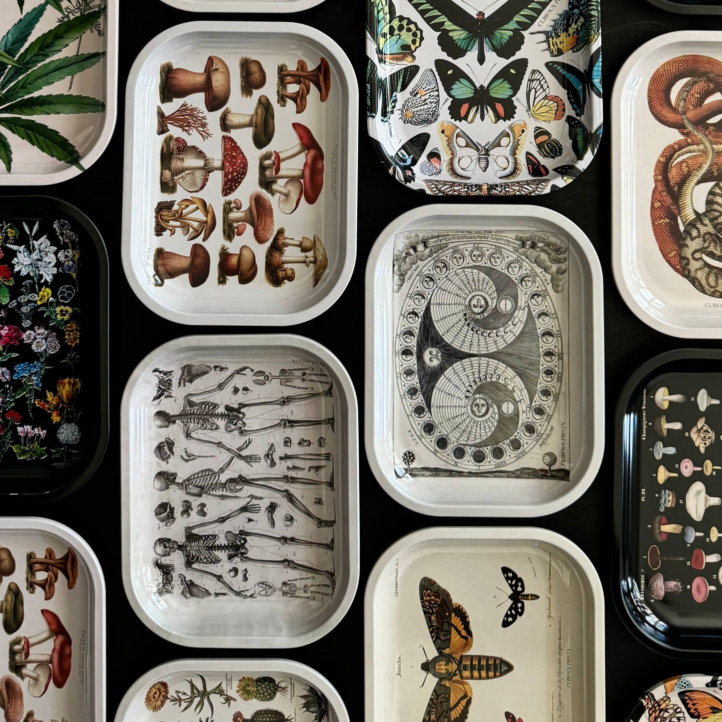 Mushroom Tray