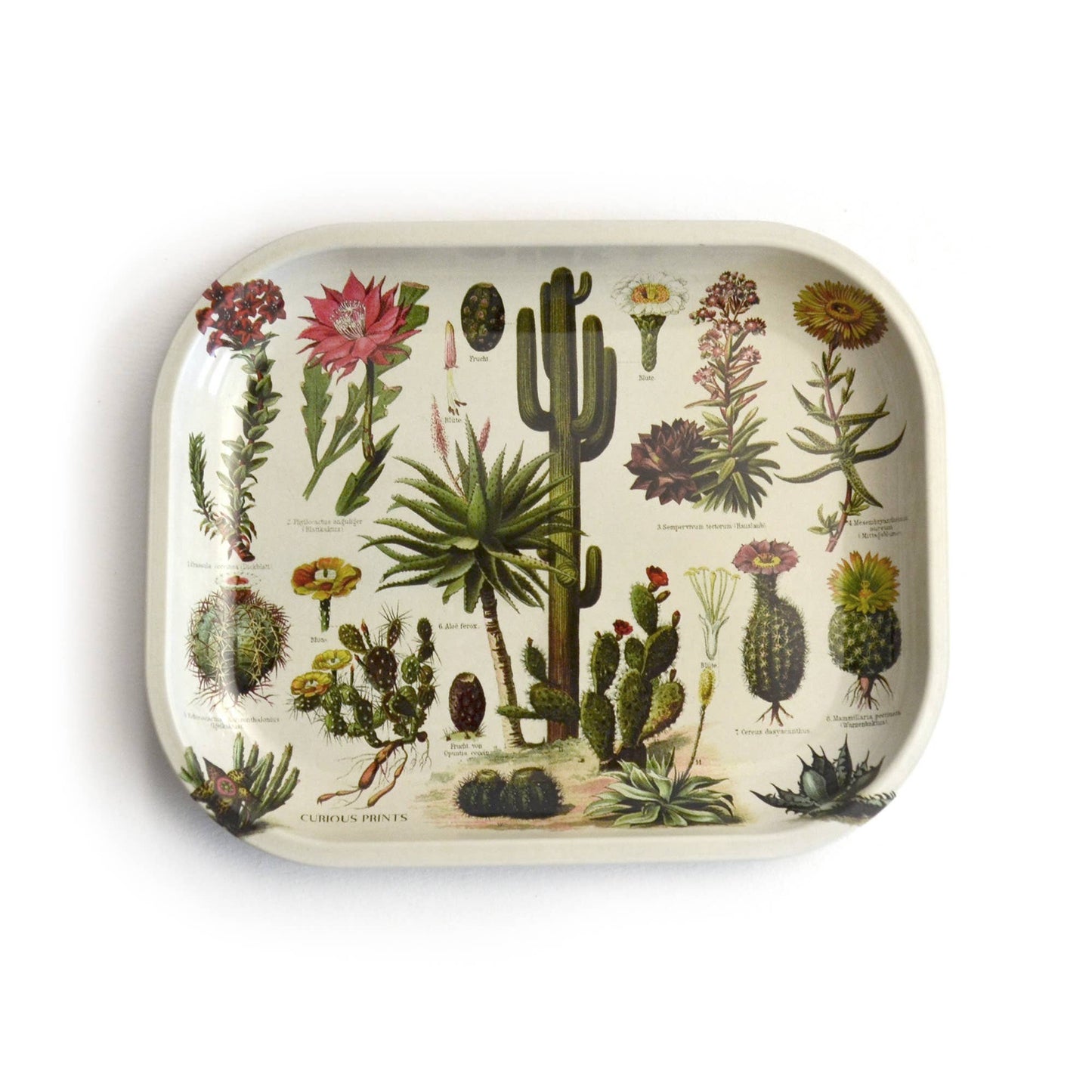 Cactus Catchall Tray