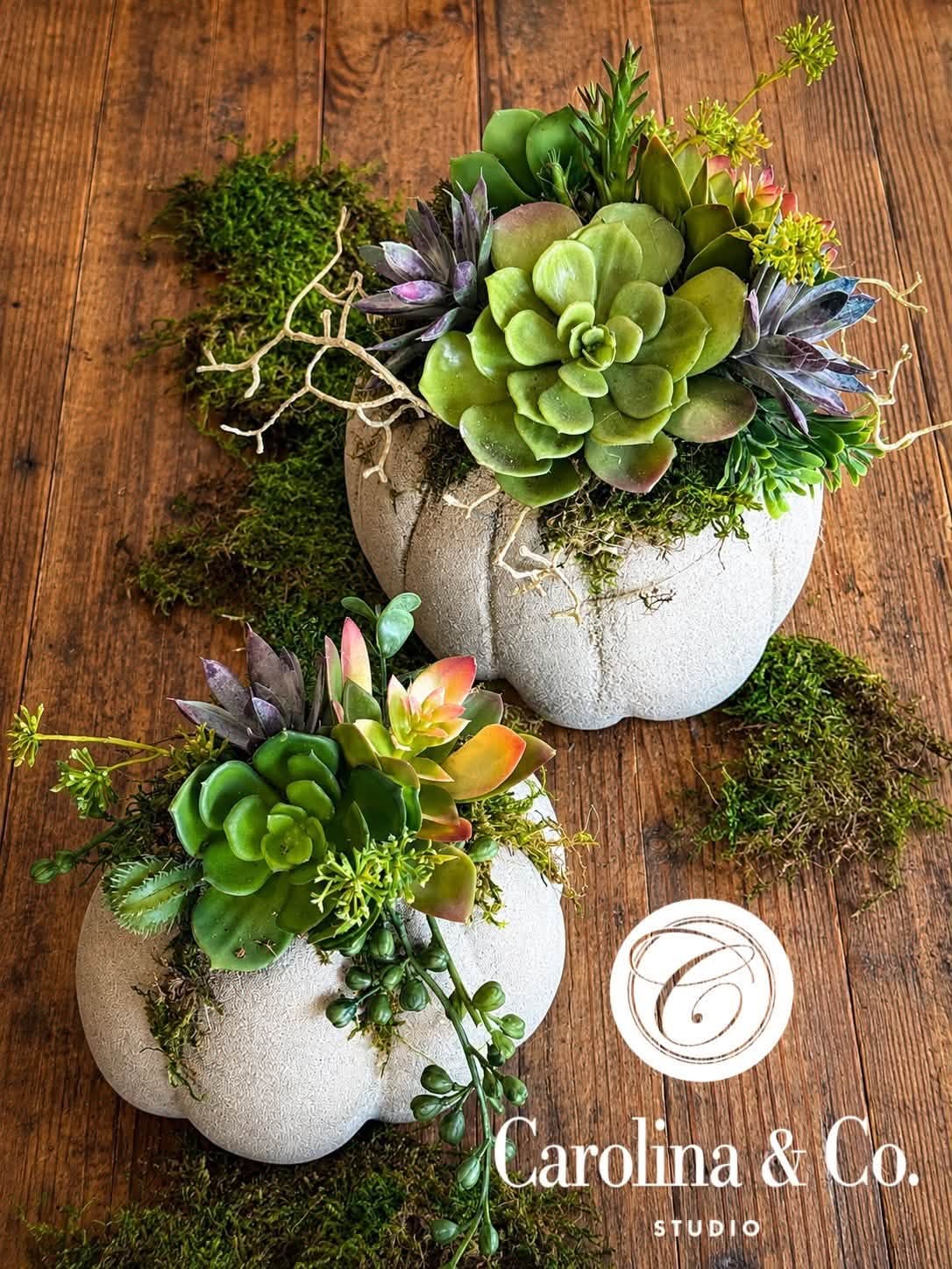 Concrete Pumpkin & Succulent Workshop - Sept 6th