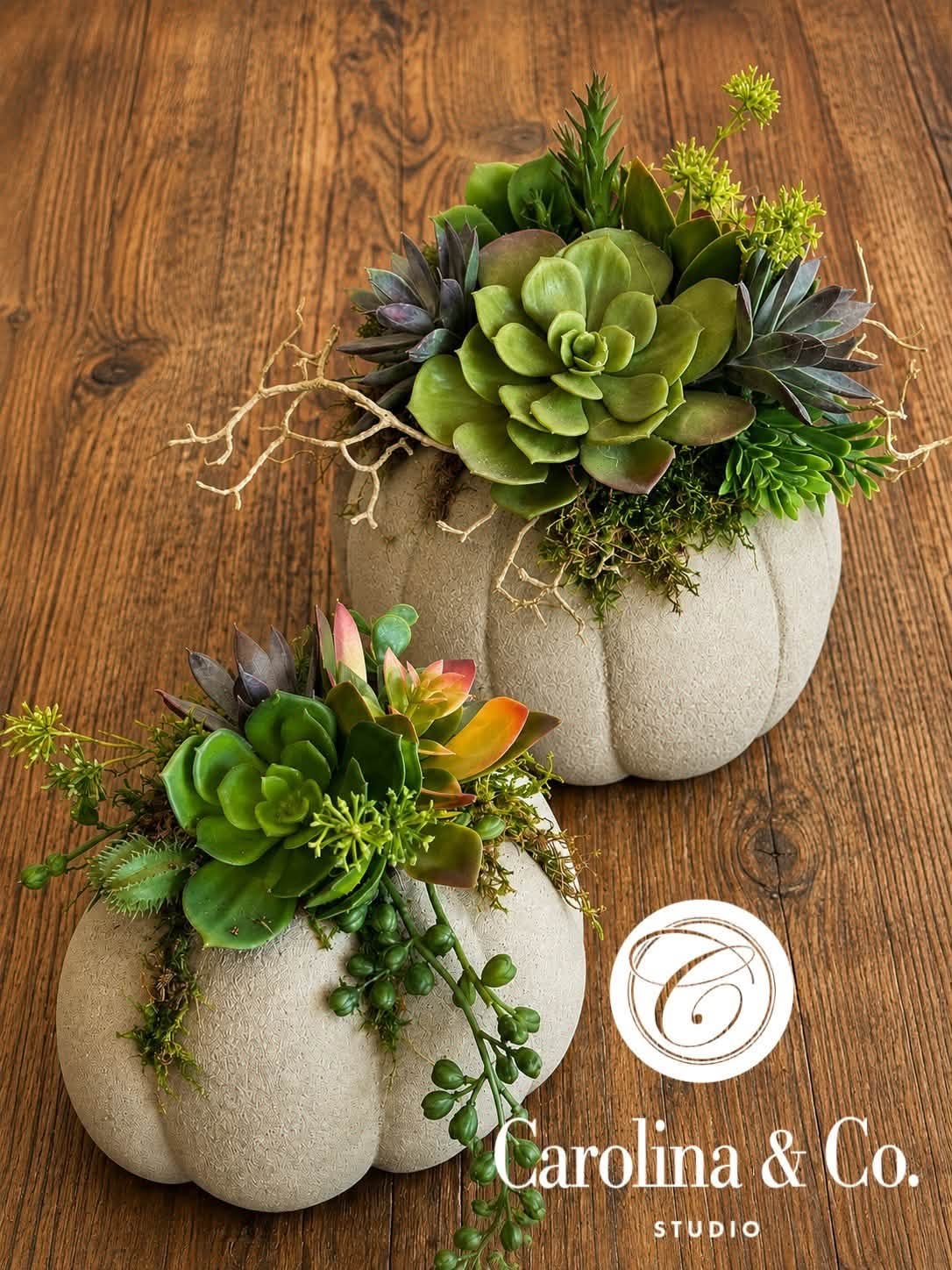 Concrete Pumpkin & Succulent Workshop - Sept 6th
