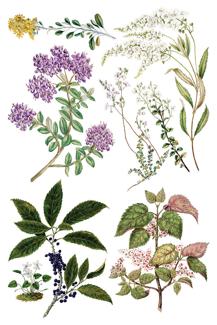 Sarah Featon's Botanicals