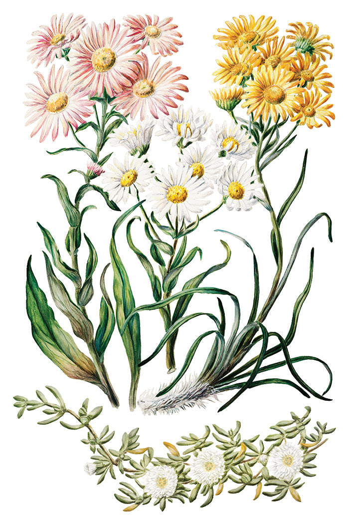 Sarah Featon's Botanicals