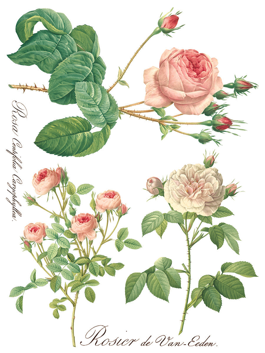 Rose Botanical