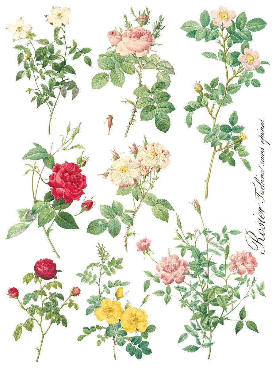 Rose Botanical