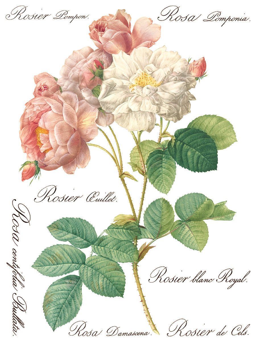 Rose Botanical