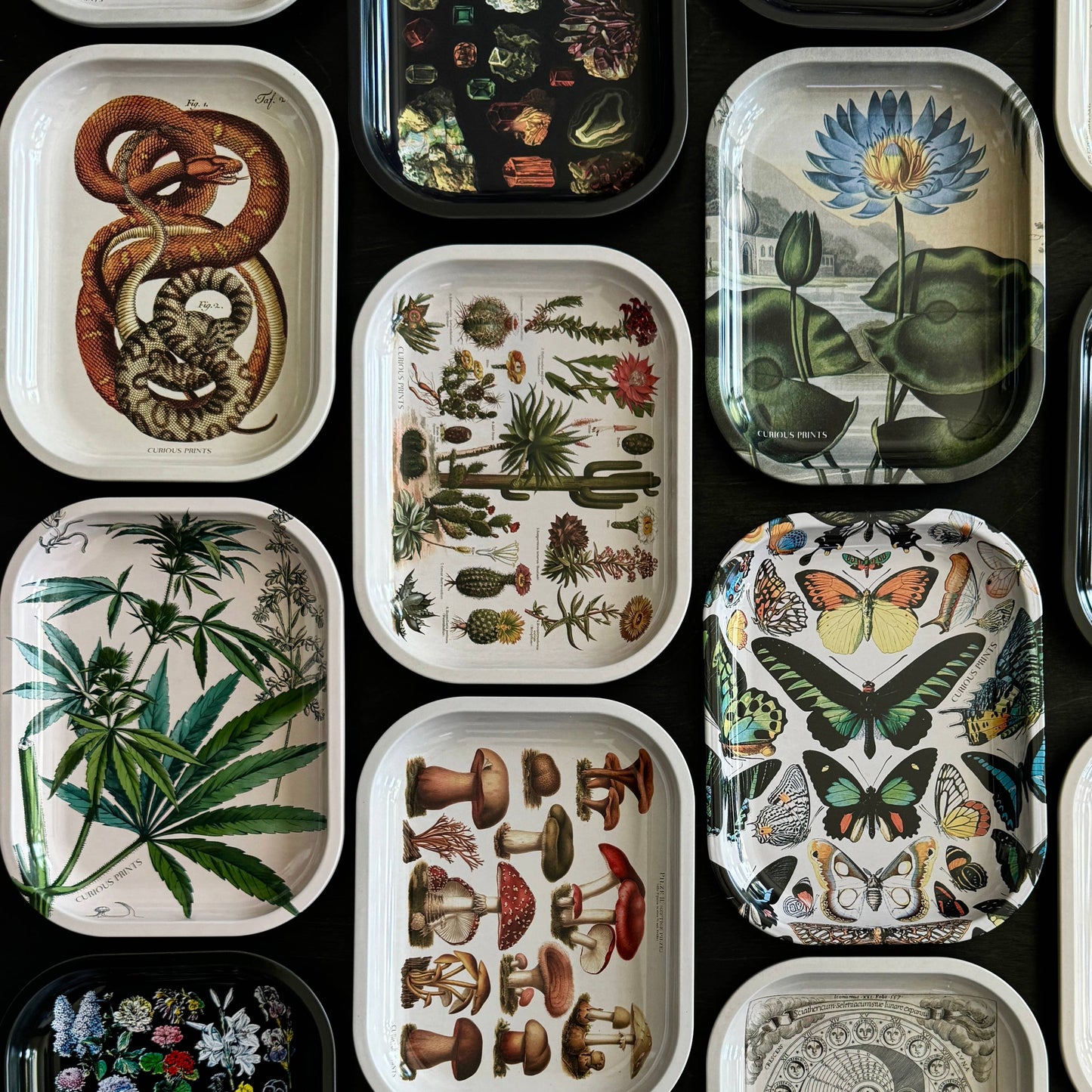 Snake Tray