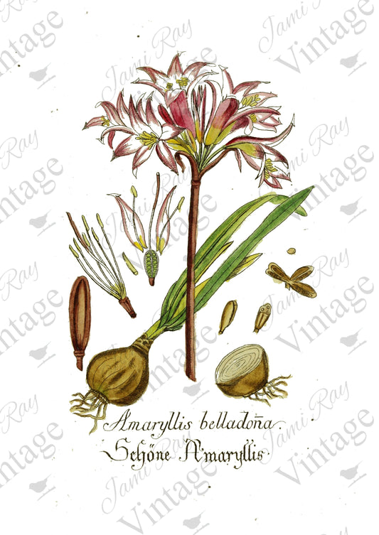 Amaryllis Flower | JRV Rice Paper | A4