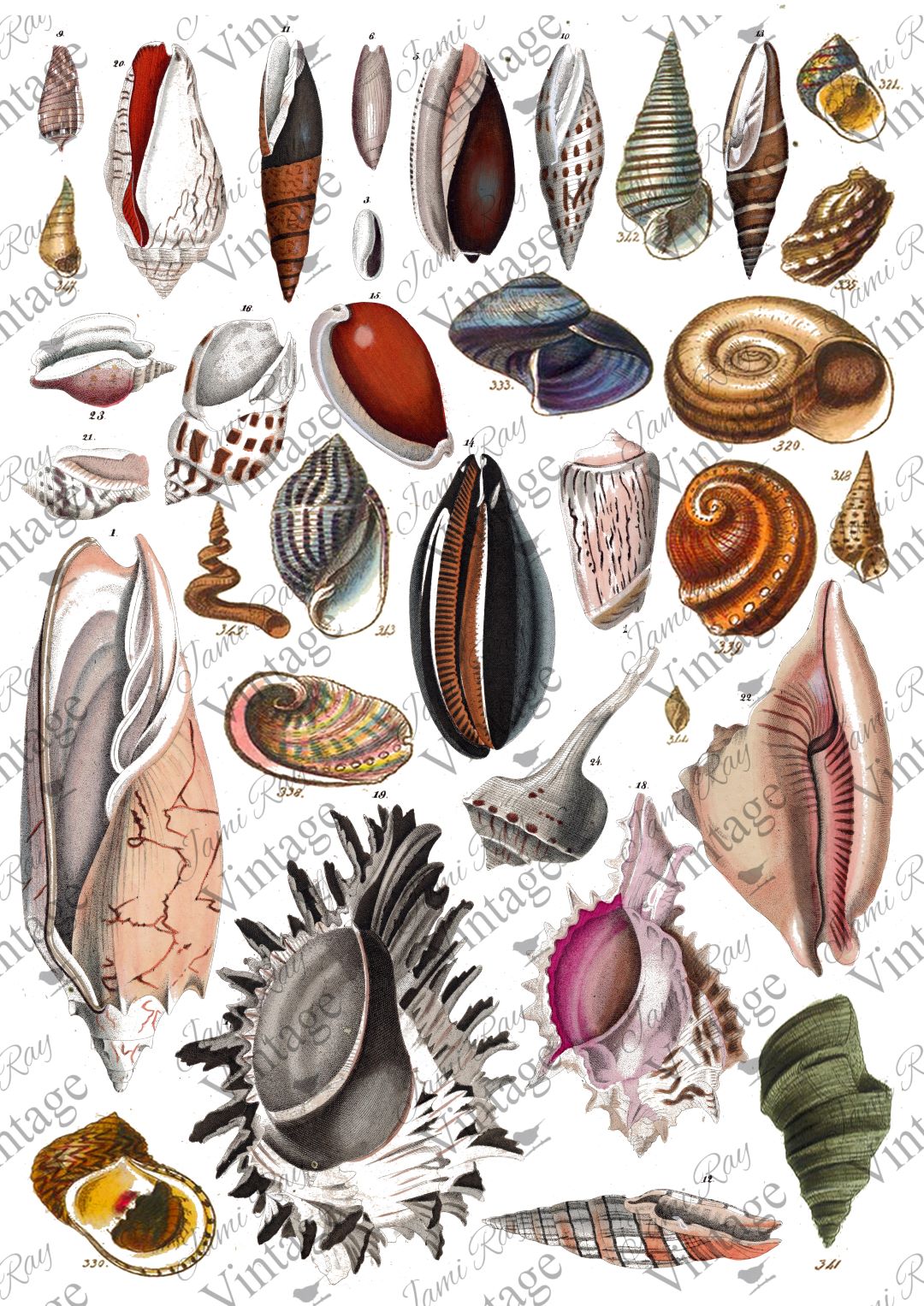 Seashells | JRV Rice Paper | A4