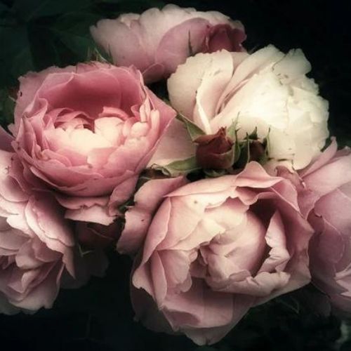 Moody Florals Mint Decoupage Paper